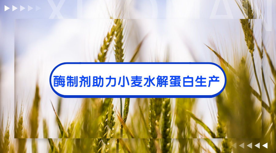 酶制剂在小麦水解蛋白制备工艺中的应用