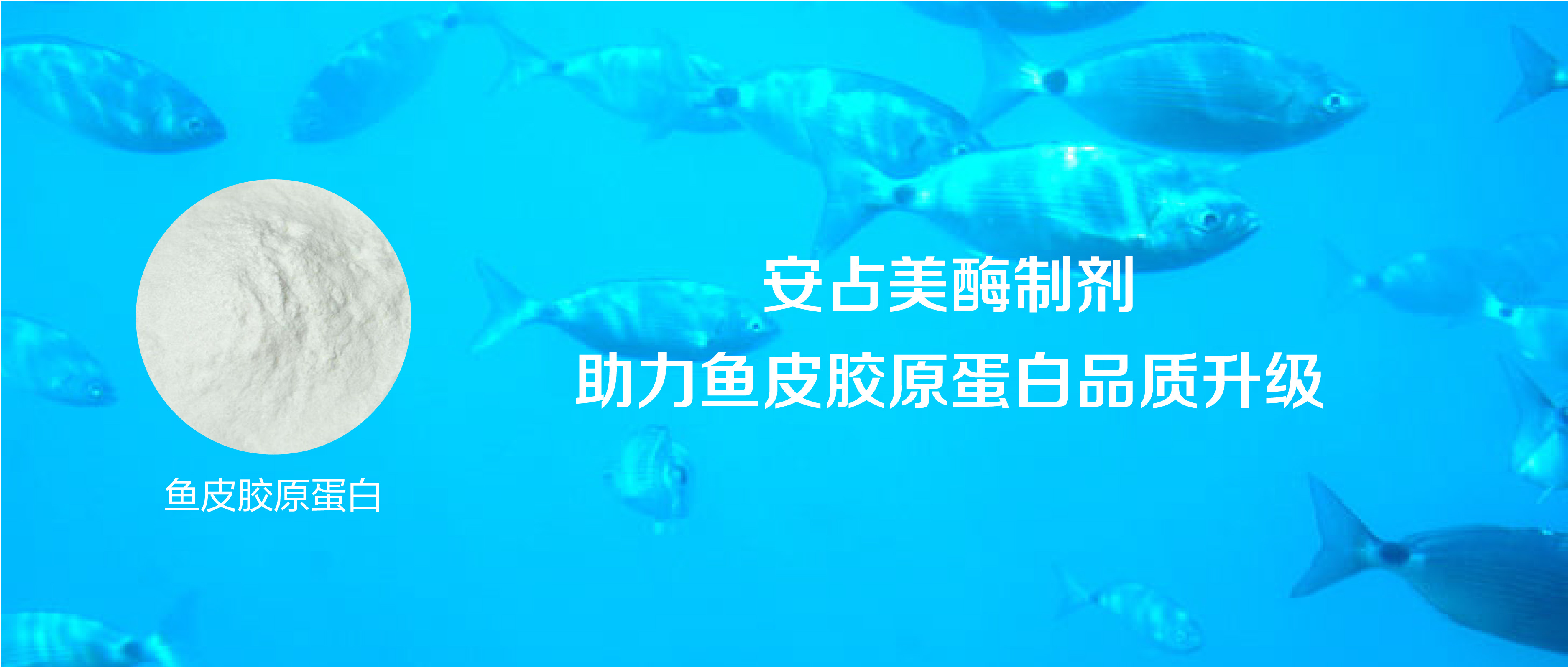 安占美®胶原蛋白水解酶助力鱼皮胶原蛋白品质升级