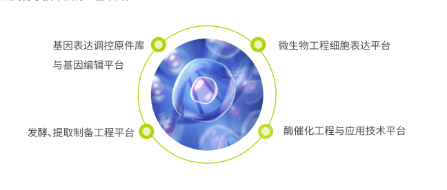 安琪酶工程平台.png