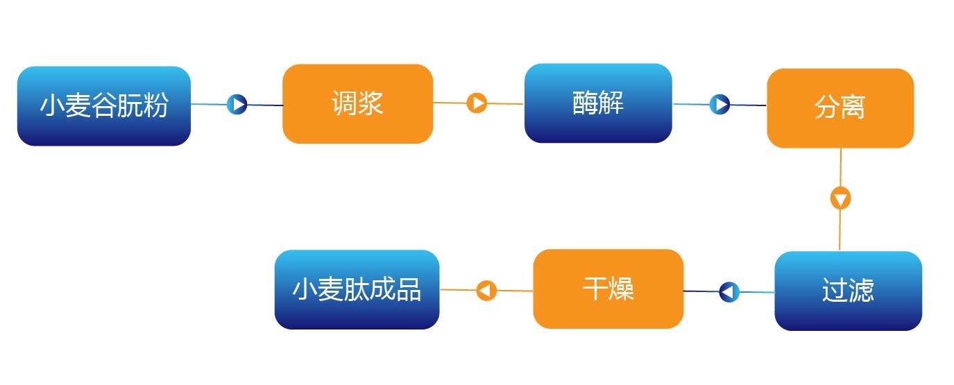 小麦肽酶法制备工艺流程.jpg